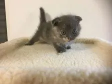 マンチカン【兵庫県・女の子・2016年8月20日・ブルー】の写真1