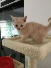 マンチカン【兵庫県・男の子・2016年3月26日・クリーム】の写真1