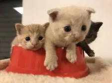 マンチカン(長足)【兵庫県・男の子・2018年9月1日・クリーム】の写真2