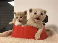 マンチカン(長足)【兵庫県・男の子・2018年9月1日・クリーム】の写真3