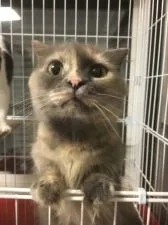 マンチカン【兵庫県・女の子・2016年8月20日・ブルー】の写真5