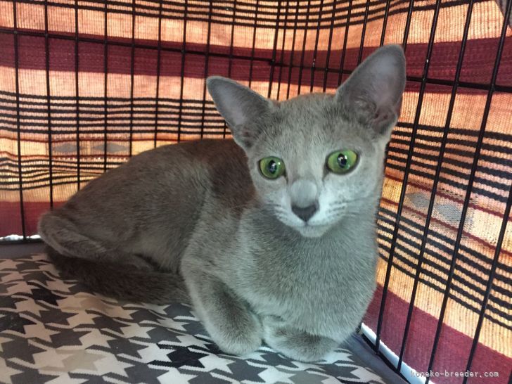 ロシアンブルー【・女の子・2016年5月22日・ブルー】