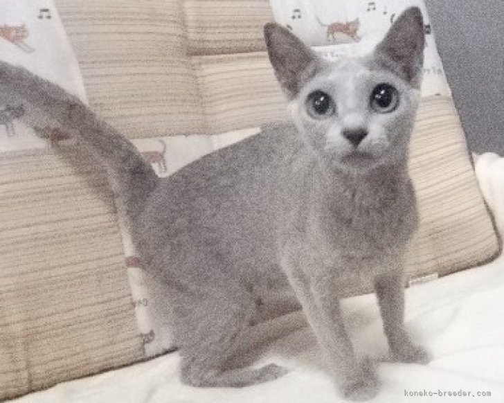 ロシアンブルー【・女の子・2022年4月18日・ブルー】