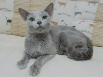 大阪】鮓谷 明弘(すしたに あきひろ)ブリーダー｜みんなの子猫ブリーダー