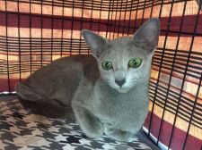 ロシアンブルー【・女の子・2016年5月22日・ブルー】