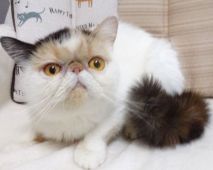 エキゾチックショートヘア【・女の子・2020年3月30日・キャリコ】