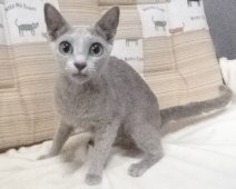 ロシアンブルー【・女の子・2022年4月18日・ブルー】