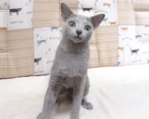 ロシアンブルー【・女の子・2020年11月26日・ブルー】