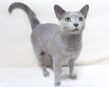 ロシアンブルー【・女の子・2020年6月30日・ブルー】