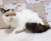 エキゾチックショートヘア【・女の子・2020年3月30日・キャリコ】