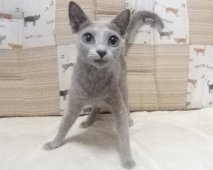 ロシアンブルー【・女の子・2022年4月18日・ブルー】