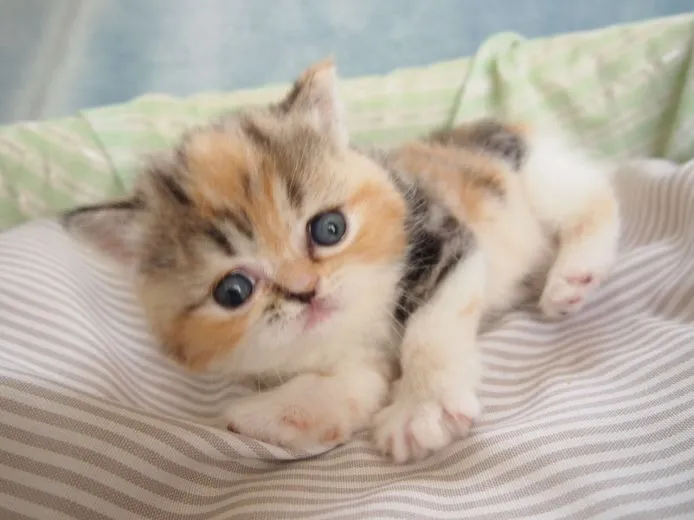 ID：1504-00214の子猫