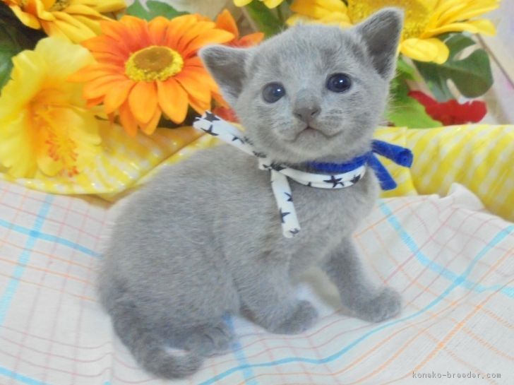 ID:1806-00178の子猫