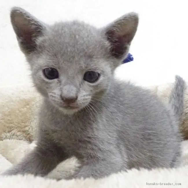 ID:2008-00235の子猫