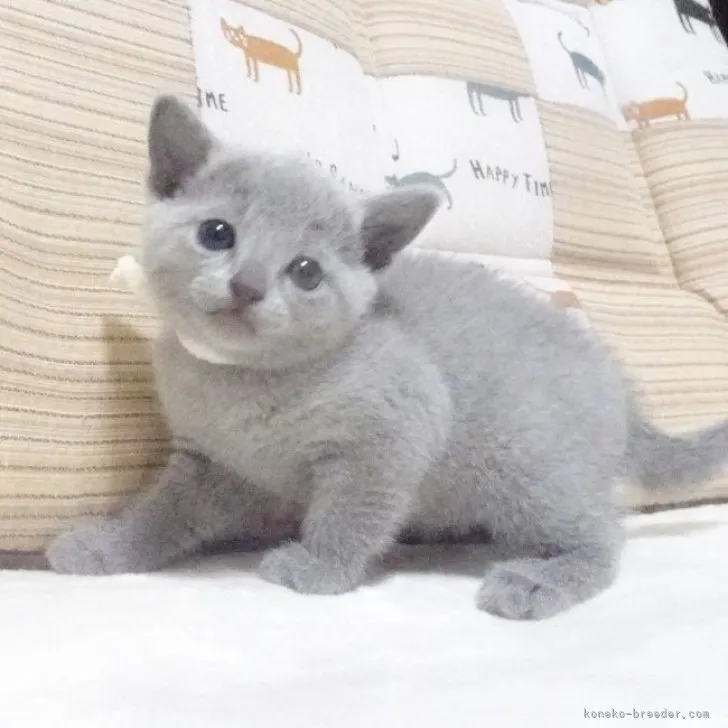 ID:2304-02131の子猫