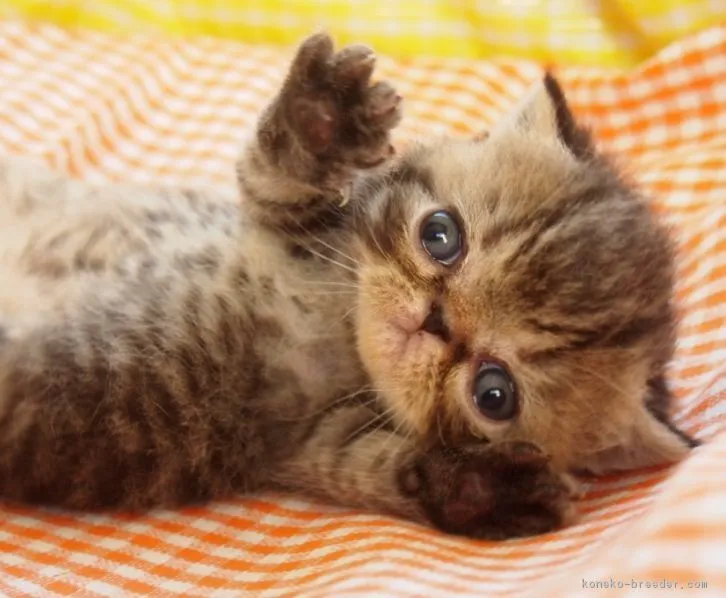 たわし 様のお迎えした子猫