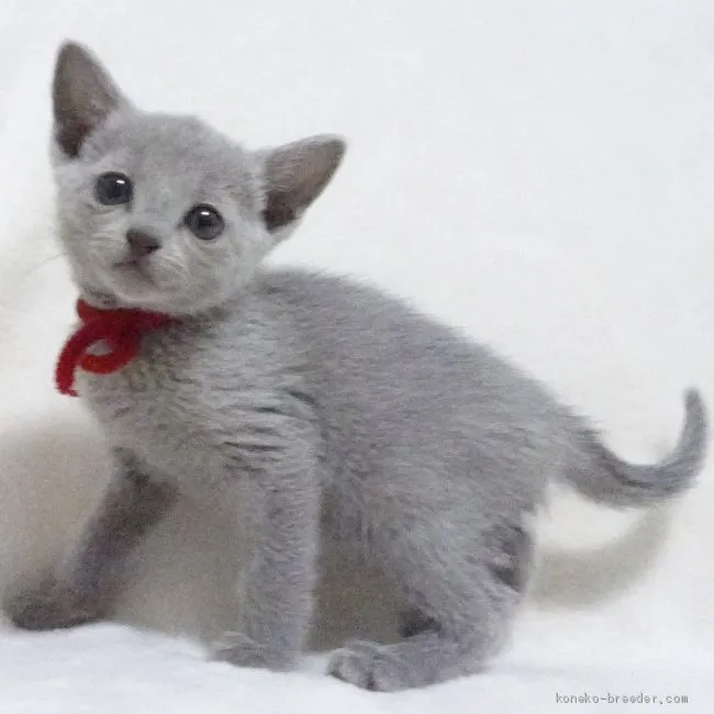 ID：2102-00778の子猫