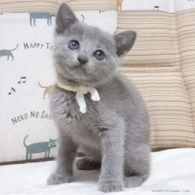 ID：2111-01500の子猫