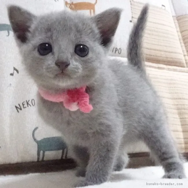 ID:2204-01768の子猫