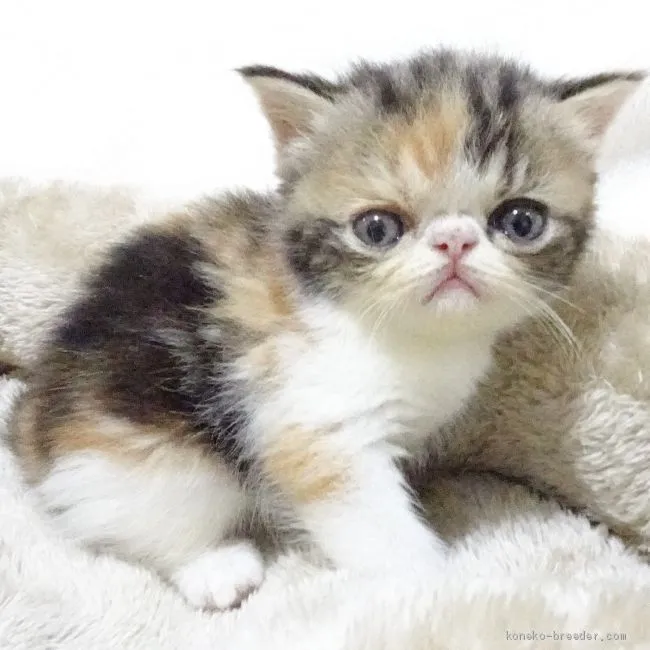 ID：2009-01192の子猫