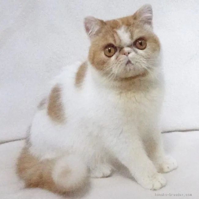 ID：2008-01566の子猫