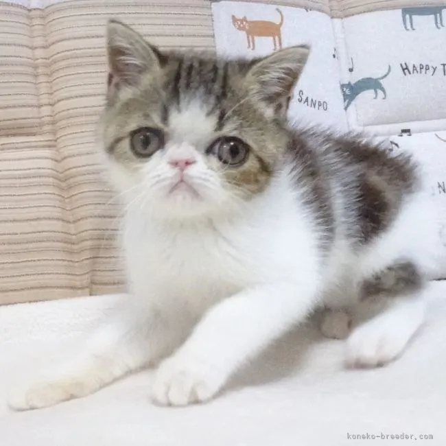 ID:2107-00207の子猫