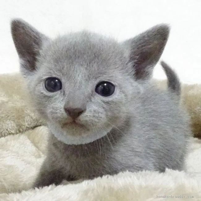 ID：2002-00459の子猫