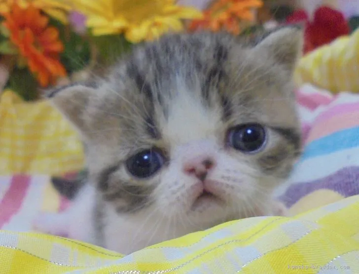 マンマ　ミーア　! 様のお迎えした子猫