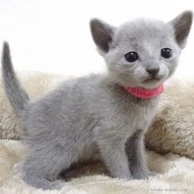 cal8939 様のお迎えした子猫