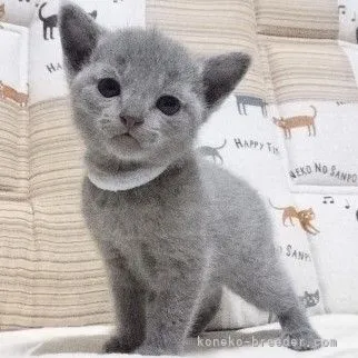 ID:2111-02013の子猫