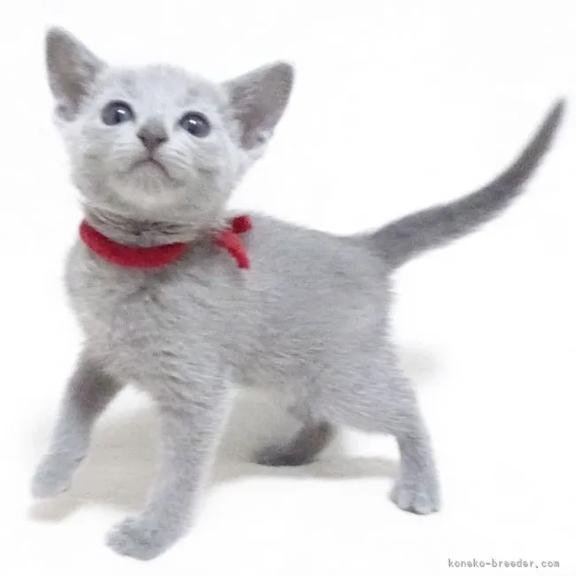 ロシアンブルー【大阪府・女の子・2021年4月8日・ブルー】の写真1