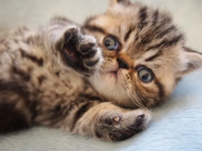 ID：1410-00195の子猫