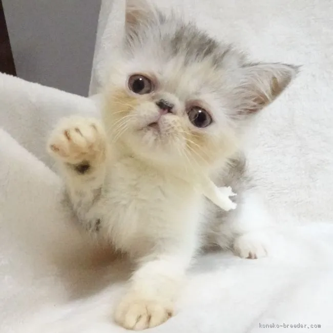 ID：2006-00389の子猫