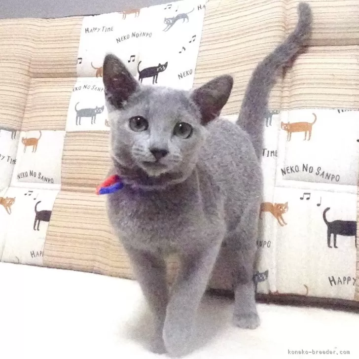 ID：2409-00654の子猫