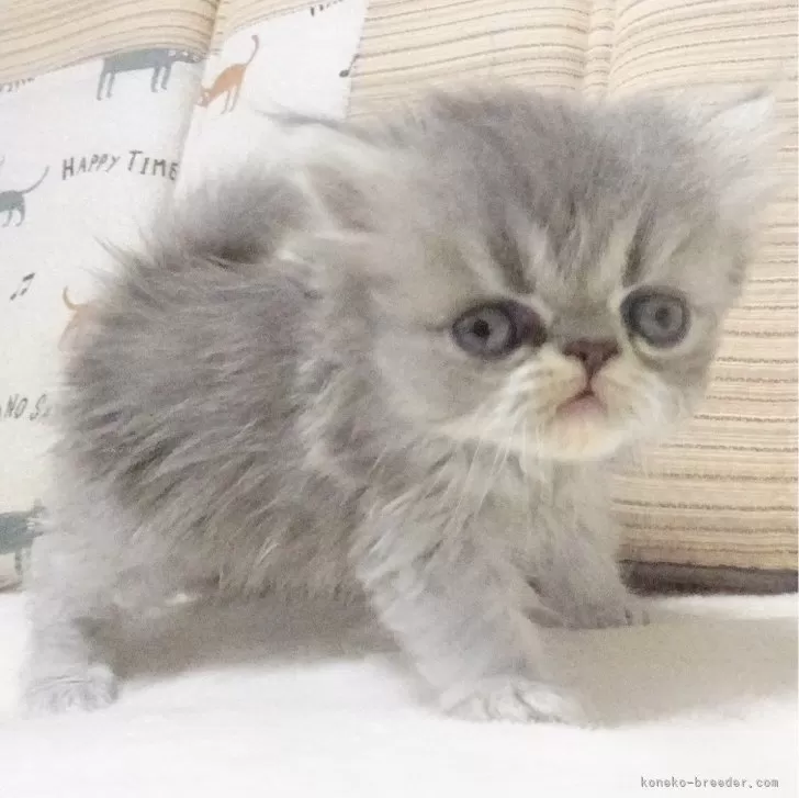 ID：2406-03292の子猫