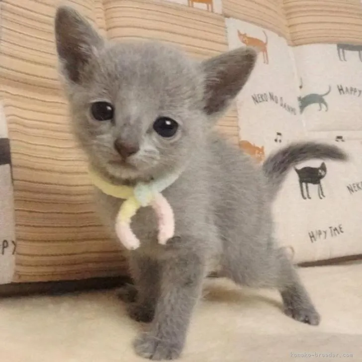 ID：2209-01960の子猫