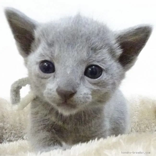 ID：2101-01225の子猫