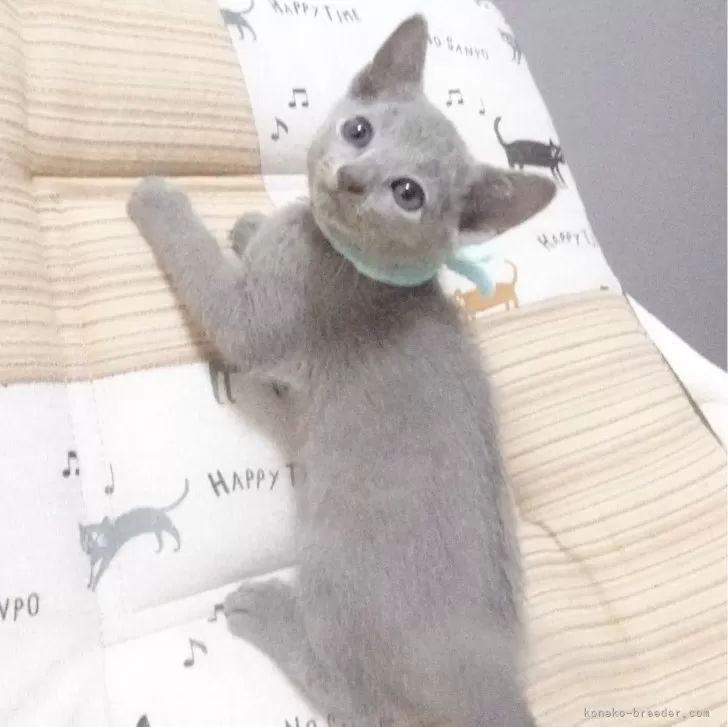 ID:2312-01042の子猫