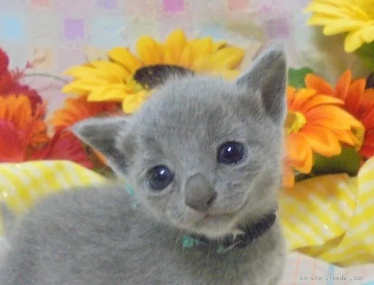 ID：1806-00189の子猫