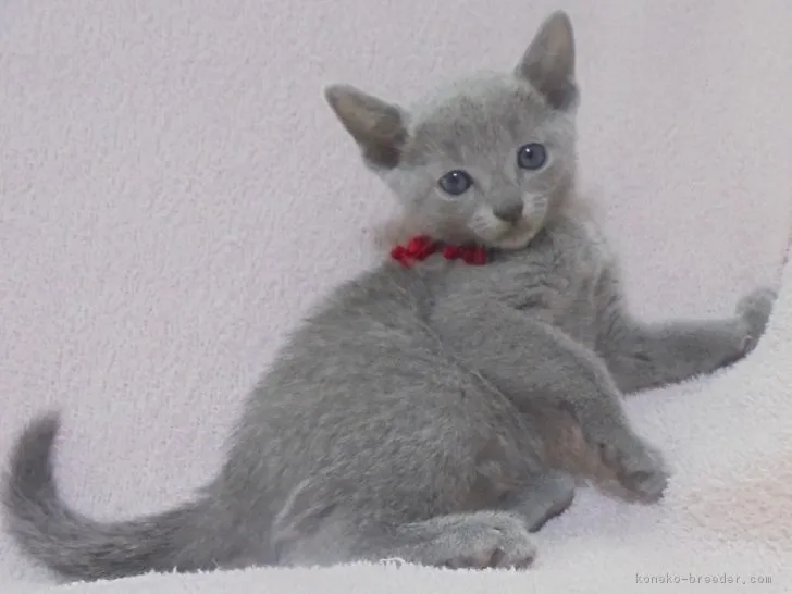 ID：1712-00160の子猫