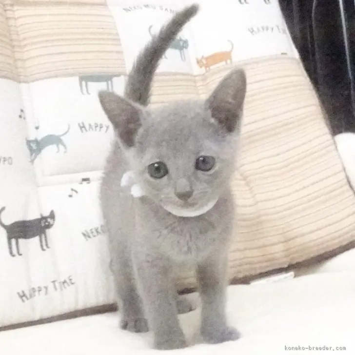 ID:2305-03247の子猫