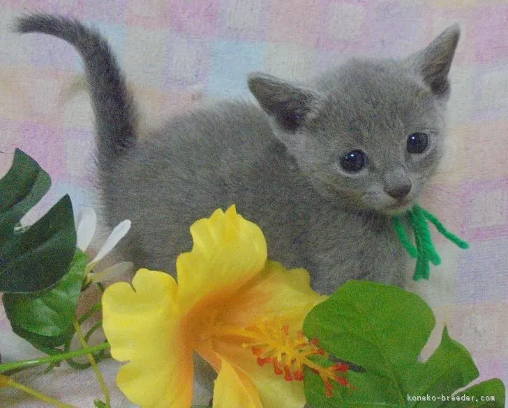 チャロちゃん 様のお迎えした子猫