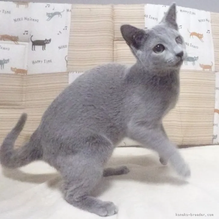 ID：2303-01969の子猫