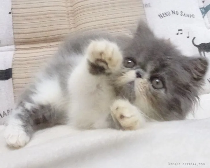 ID：2107-01776の子猫