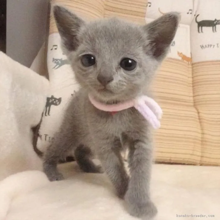 ID:2209-01961の子猫
