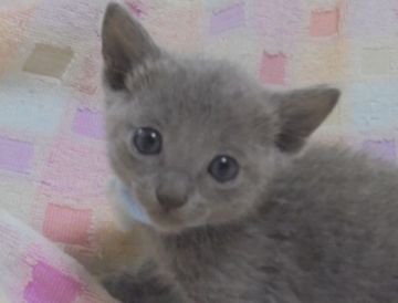 ロシアンブルー【大阪府・男の子・2017年5月6日・ブルー】の写真「パパ猫CFAグランドチャンピオン」