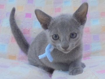 ロシアンブルー【大阪府・男の子・2017年7月1日・ブルー】の写真「パパ猫ＣＦＡチャンピオン」