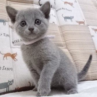 ロシアンブルー【大阪府・女の子・2021年10月17日・ブルー】の写真「パパ猫ＣＦＡグランドチャンピオンです」