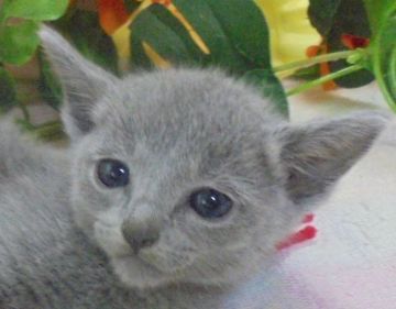 ロシアンブルー【大阪府・女の子・2017年6月3日・ブルー】の写真「パパCFA.CH おじいちゃんCFA.GR.CH」