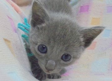 ロシアンブルー【大阪府・男の子・2017年5月2日・ブルー】の写真「パパ猫CFAグランドチャンピオン」